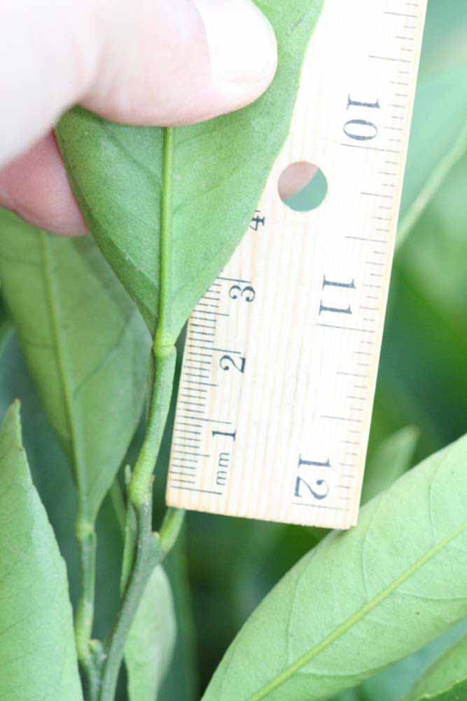              Unifoliolate leaf (Riverside, CA)       